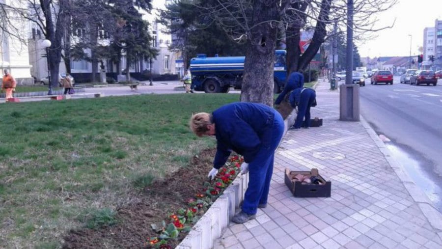 Glas Zaječara: Za cveće više od tri miliona dinara 1