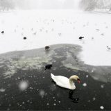 Dela klasične muzike inspirisana labudovima 7