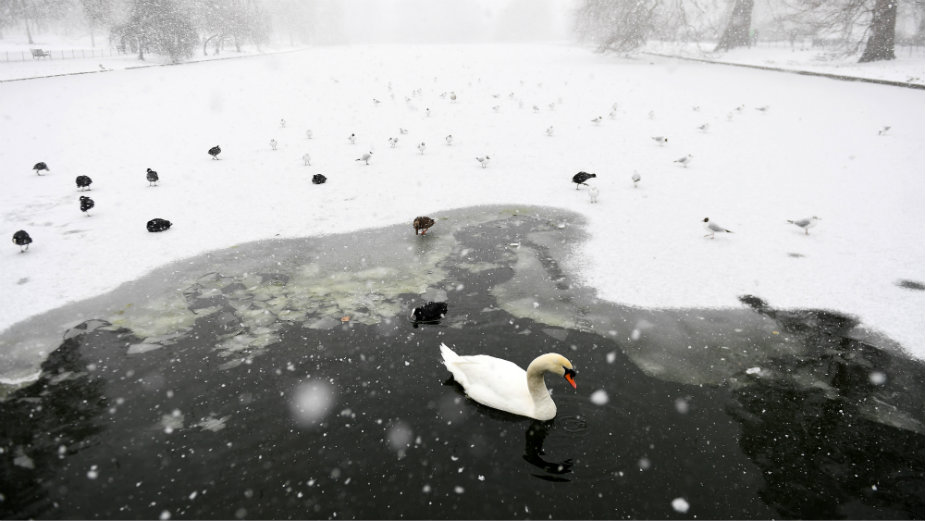 Dela klasične muzike inspirisana labudovima 1