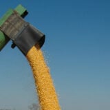 Počela berba kukuruza u Toplici uz rekordan rod 5