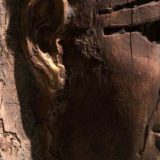 Beogradska mumija dostupna posetiocima 8. i 26. decembra 15