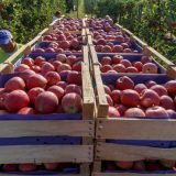 Proizvođači jabuka u Srbiji počeli da traže zamenu za rusko tržište 13