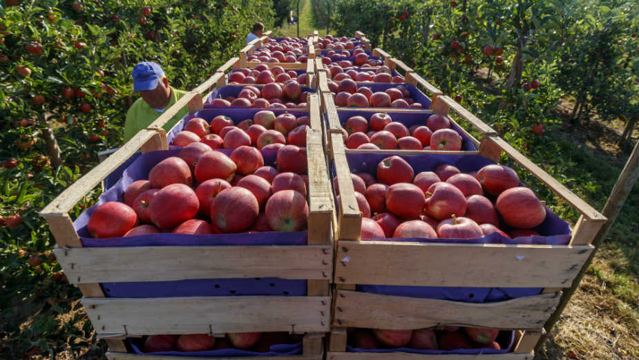 Poljoprivrednici zakinuti za oko 11,41 milijardu dinara 1