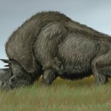 Naš savremenik – jednorog 3