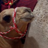 Opština Lebane kupuje dve kamile 5