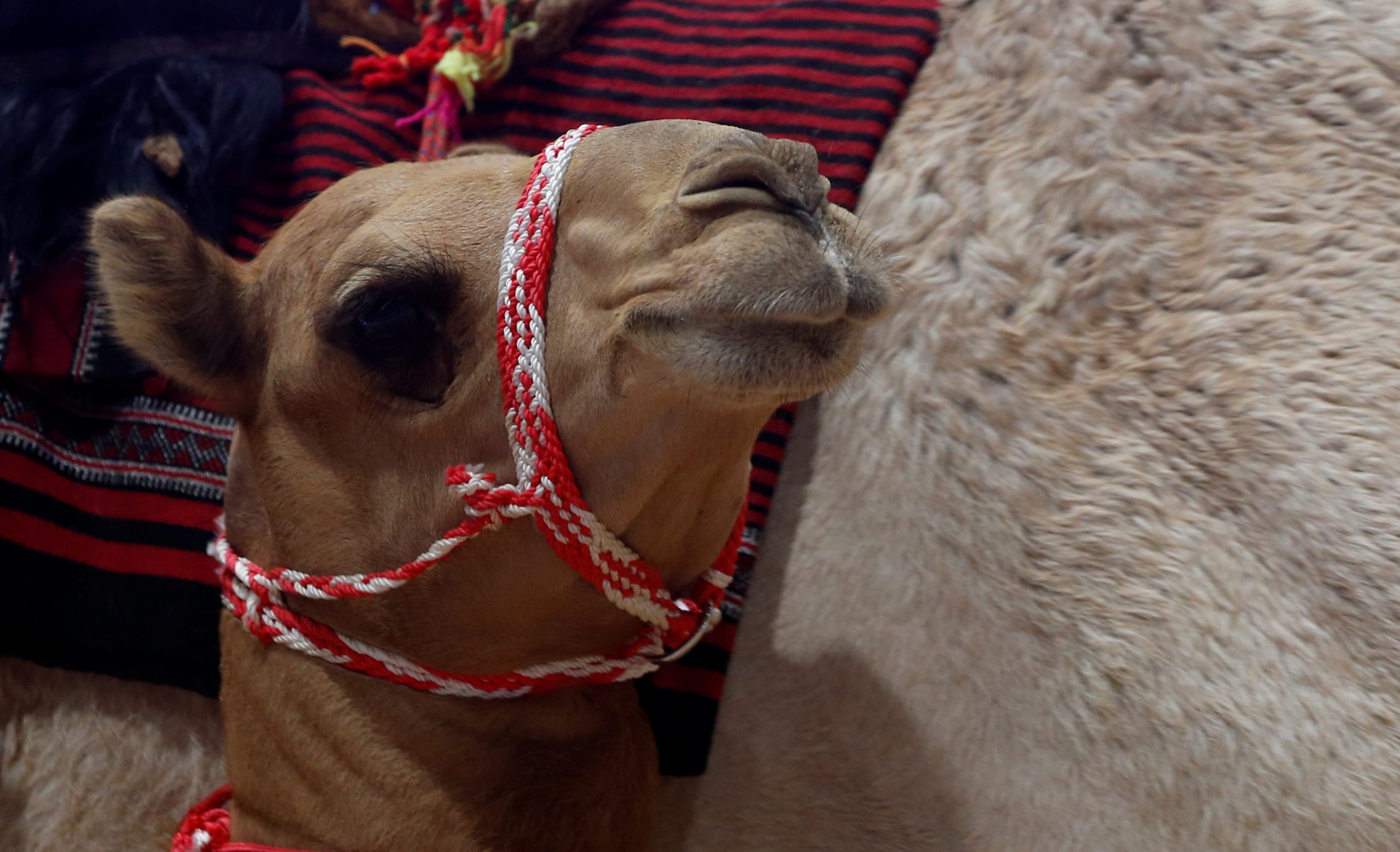 U Lebane stižu kamile - ali od stiropora 1
