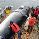 Japan se povlači iz Komisije za lov na kitove 2