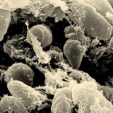 "Crna smrt" harala Evopom i u kameno doba (1. deo) 2