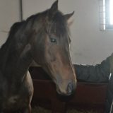 JP "Ljubičevo" uređuje ergelu tokom cele godine 7