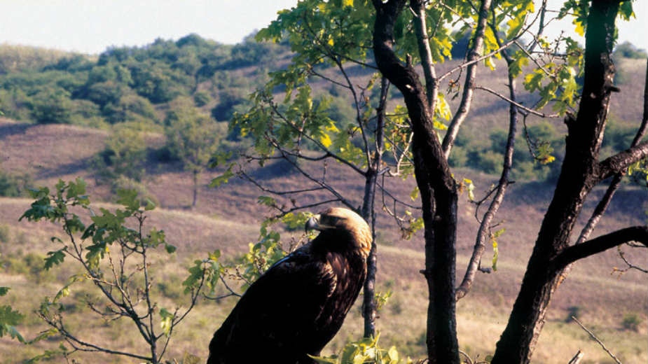Bogati svet flore i faune 1