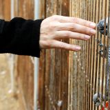 Upoznajte Žaka, papagaja koji može da nauči čak 1.000 reči 2