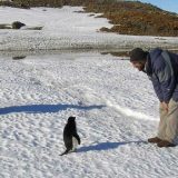 Šta posete ljudi čine antarktičkim pticama? (1. deo) 11