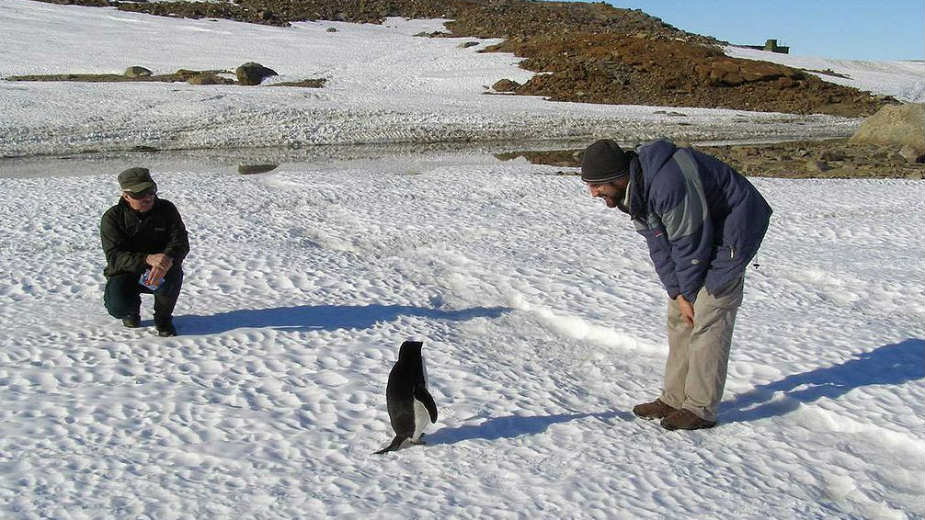 Šta posete ljudi čine antarktičkim pticama? (1. deo) 1