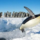 Šta posete ljudi čine antarktičkim pticama? (2. deo) 10
