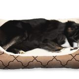 DNK analizom do kazne za neodgovorne vlasnike ljubimaca 6