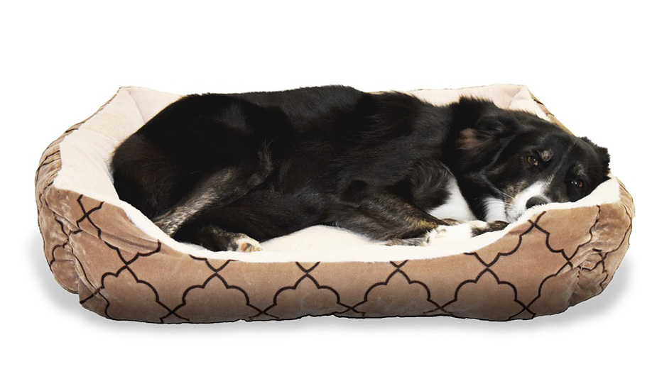 DNK analizom do kazne za neodgovorne vlasnike ljubimaca 1