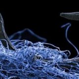 Skriveni ekosistem Zemlje (1. deo) 13