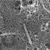 Skriveni ekosistem Zemlje (2. deo) 12