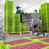 Ugovor garantuje sigurnost u otkupu voća 10