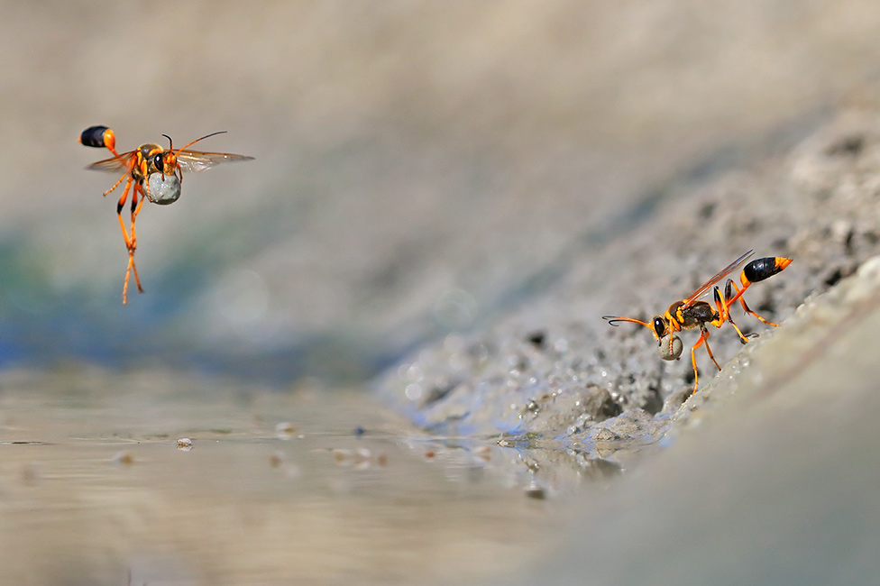Blatna osa u prirodnom rezervatu u Zapadnoj Australiji