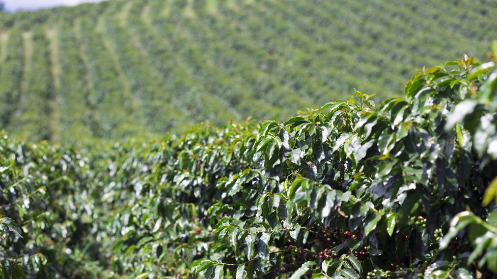 plantaža kafe u Kolumbiji