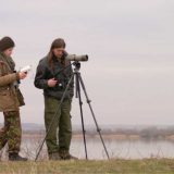 Ugrožene močvarice zbog gubitka staništa 2
