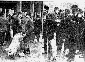 Badnji dan pre 80 godina: Manjak prasića na beogradskim pijacama 5