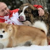 Putin i psi: Da li je šarplaninac savršen poklon za ruskog predsednika 4