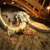 Mamut park zatvoren zbog rekonstrukcije 3