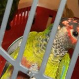 Sprečeno krijumčarenje zaštićenih papagaja 8