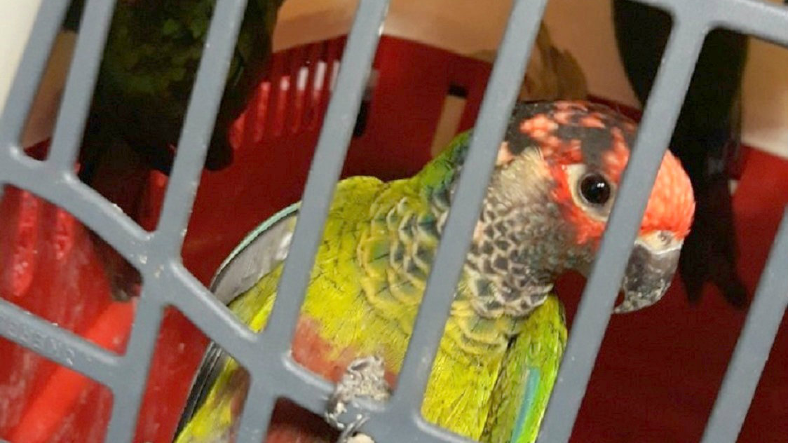 Sprečeno krijumčarenje zaštićenih papagaja 1