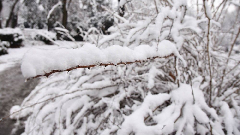 Na Pešterskoj visoravni sneg 10 centimetara 1