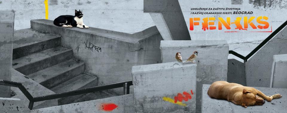 Udruženje za zaštitu životinja “Feniks”: Javnost stavom može uticati na vlast 2 Udruženje za zaštitu životinja “Feniks”: Javnost stavom može uticati na vlast 2