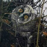 Smederevska sova od danas na sigurnom – u Zoo vrtu 4