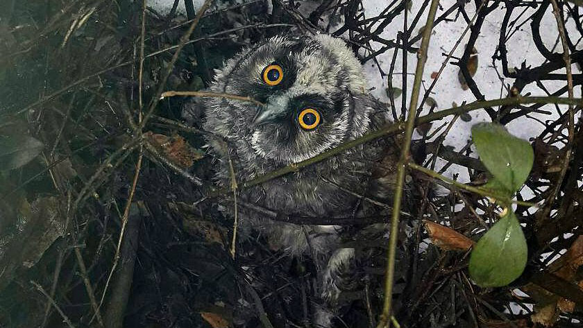 Smederevska sova od danas na sigurnom – u Zoo vrtu 1