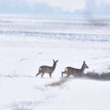 Danas oblačno sa kišom i snegom 11