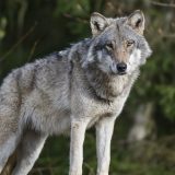 Društvo za zaštitu ptica: Ubijanje vukova ne sme da bude turizam 5
