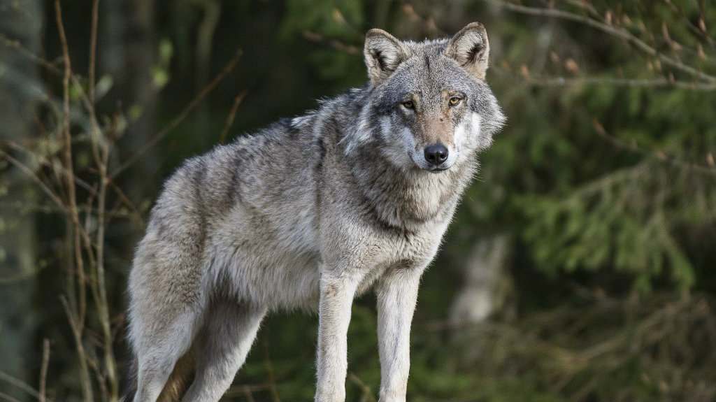 Društvo za zaštitu ptica: Ubijanje vukova ne sme da bude turizam 1