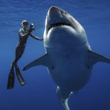 Istraživači koji su se sreli s velikom belom ajkulom traže njihovu zaštitu 2