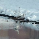 Neobični posetioci na Popovoj plaži 15