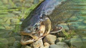 Dok ribari slave, borci za zaštitu prirode se hvataju za glavu zbog klimatskih promena 2