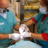 Grčka prva po broju stomatologa u Evropi 11