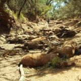 Pomor divljih konja zbog ekstremno visokih temperatura u Australiji 1