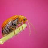 Čudne, lude i zastrašujuće činjenice o bubama (VIDEO) 12