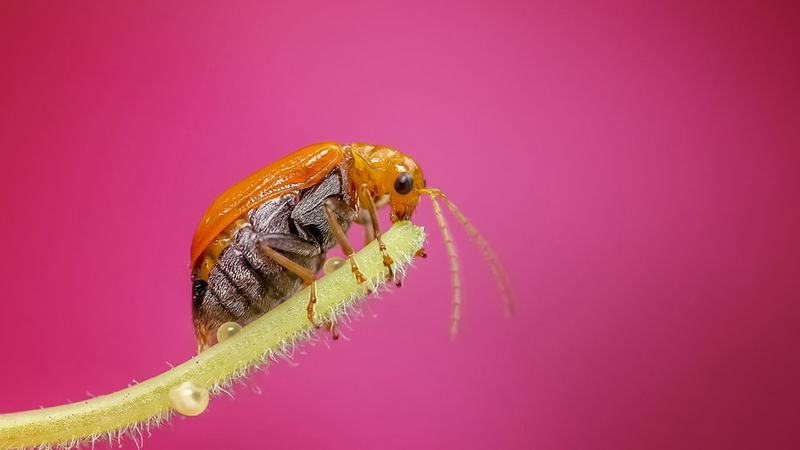 Čudne, lude i zastrašujuće činjenice o bubama (VIDEO) 1