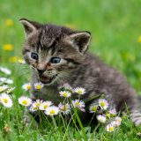 Šta vaša maca sme da gricne iz vašeg tanjira, a šta nikako? 14