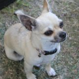 Prvih 30 dana sa štenetom: Prvi zajednički dani su presudni za vaš budući život 13