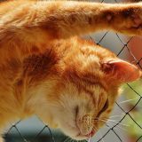 Kako sprečiti pojavu malignih oboljenja kod mačaka? (VIDEO) 13