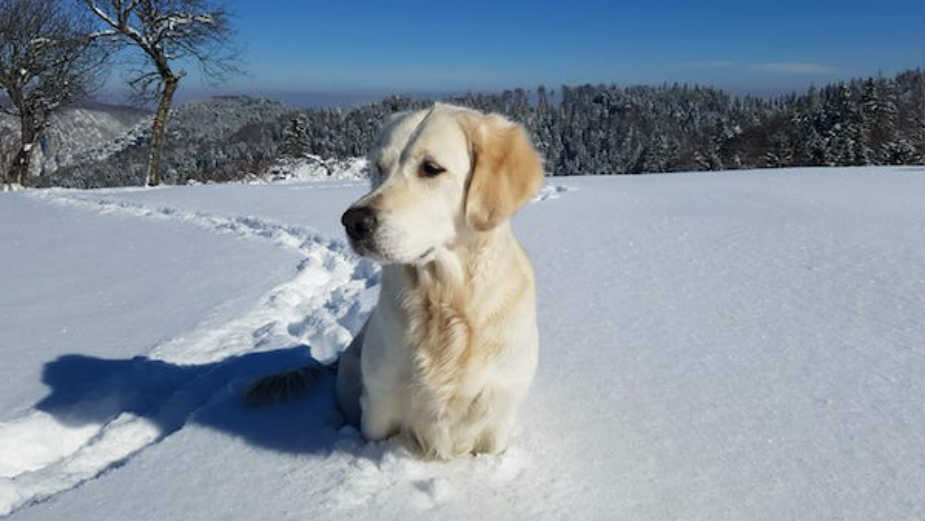 Uticaj gena na osobine pasa 1