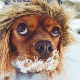 Zašto psi jedu sneg? 12